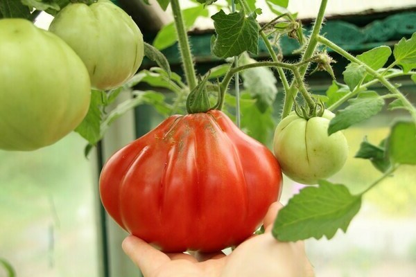 pelbagai pondok periuk tomato