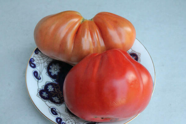 وصف متنوعة الطماطم potbelly khata