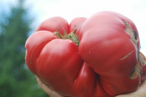 الطماطم العملاقة الوردية
