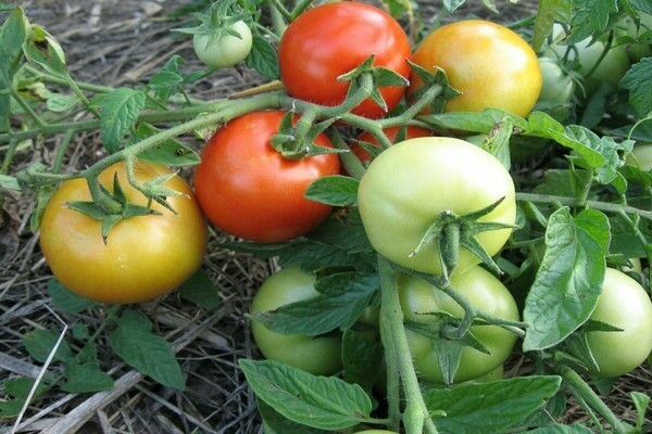 описание на сорта домати санка