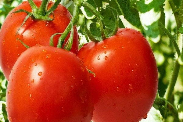 đánh giá về cà chua semko