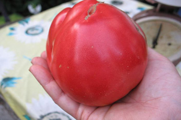 Sevryuga tomato