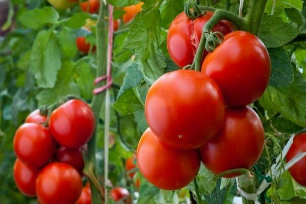 thick tomato description