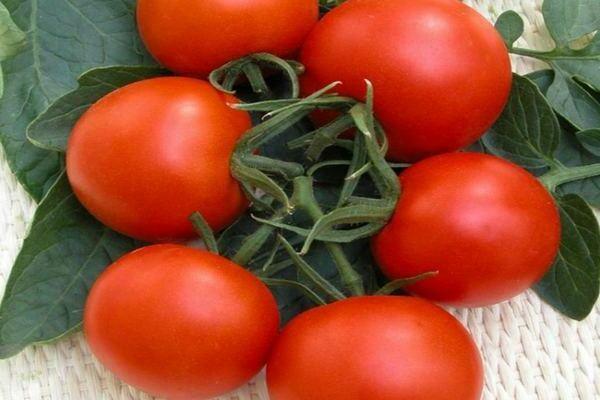 Verlioka домати f1 отзиви