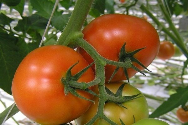 домат verlioka f1 мнения снимка