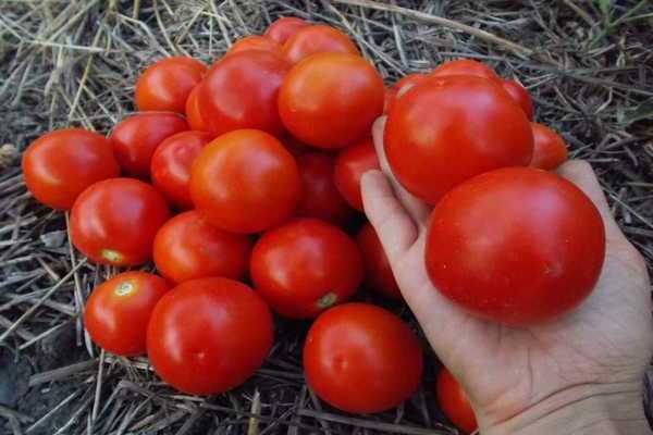 tomato ulasan yamal foto