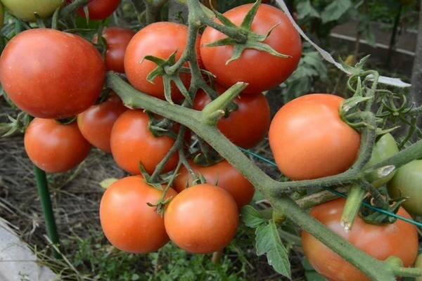 ulasan tomato yamal
