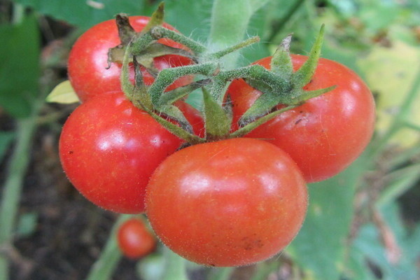 gambar tomato yamal