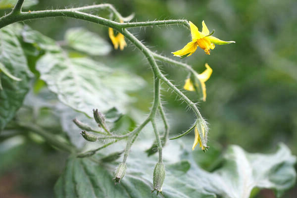 tomatoes are blooming but not tied what they are doing