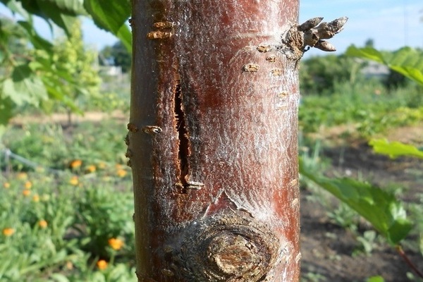 cracked apple tree trunk