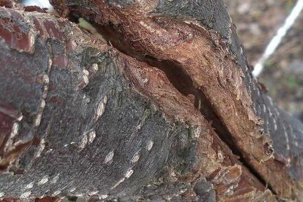 cracked apple tree trunk