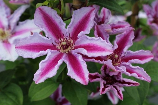 clematis tudor ảnh + và mô tả