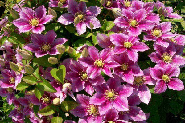 clematis tudor bilder