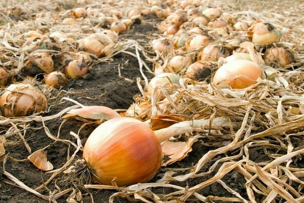 when to harvest onions in the suburbs