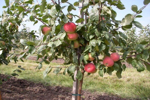 أشجار التفاح العمودي زراعة + ورعاية