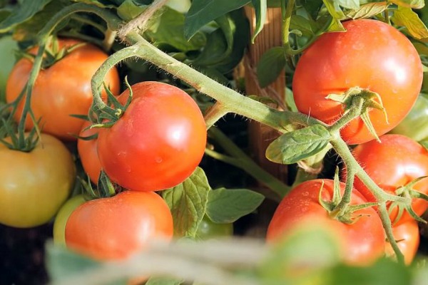 الطماطم فيروشكا استعراض الصور
