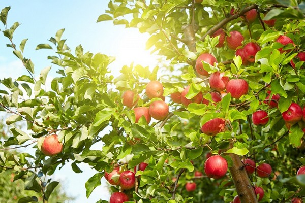 وصف شجرة التفاح المخضرم