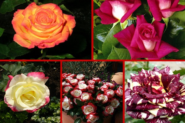 Types de roses avec une photo: une introduction