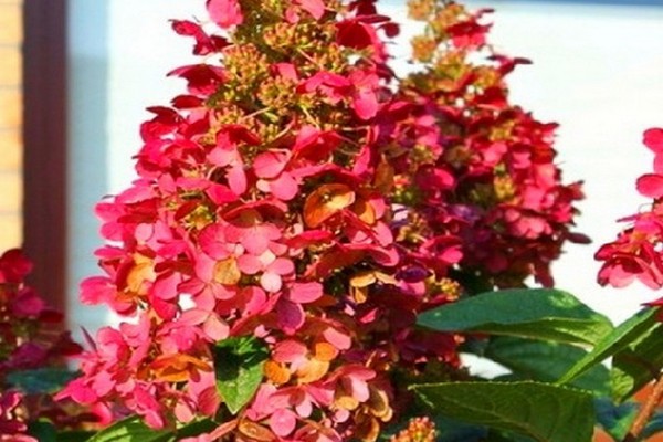 wims paniculata rouge