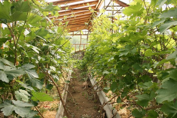 growing grapes + in a greenhouse