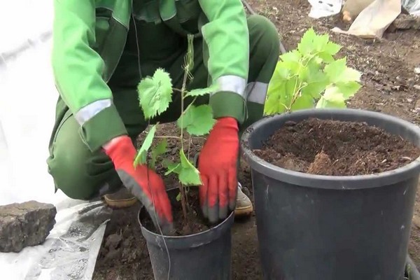 planting grapes + in siberia + for beginners
