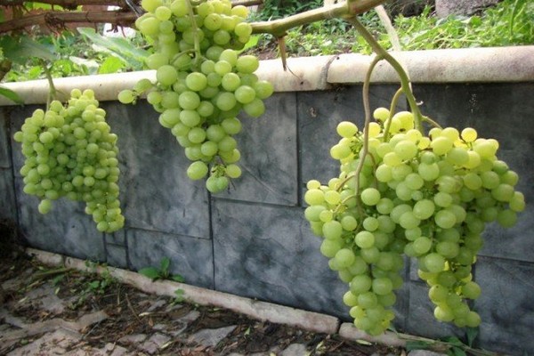 planting care grapes siberia