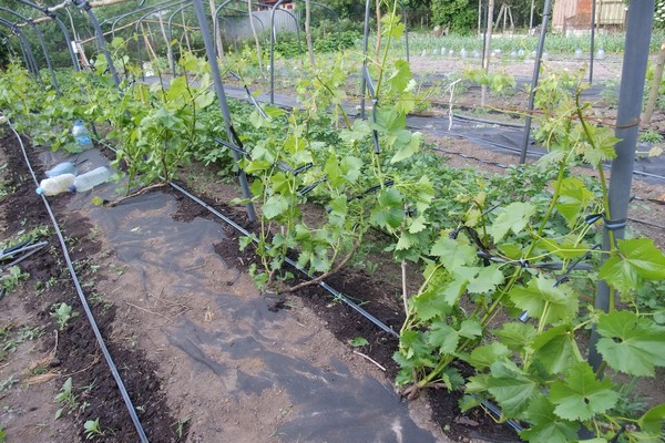planting grapes + in siberia