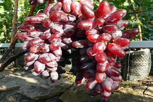 Baikonur grapes