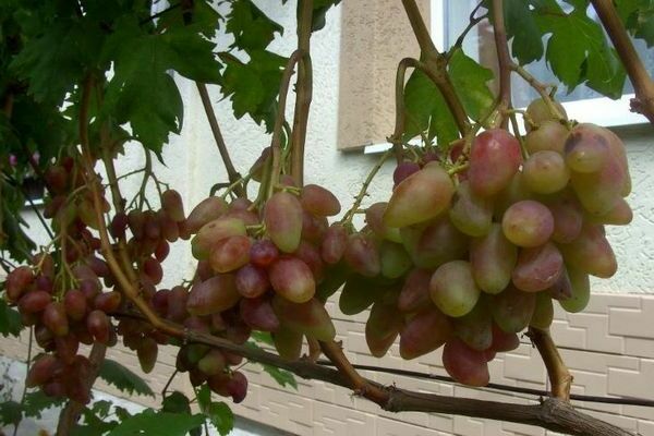 anggur Dubovsky merah jambu