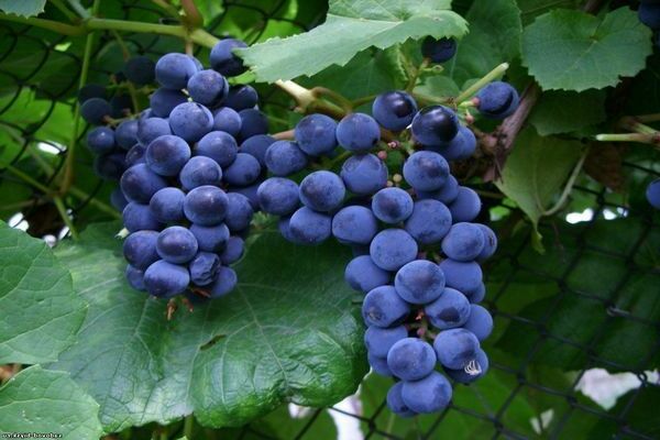 description des raisins zilga