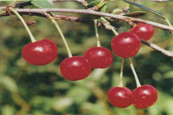 common cherry