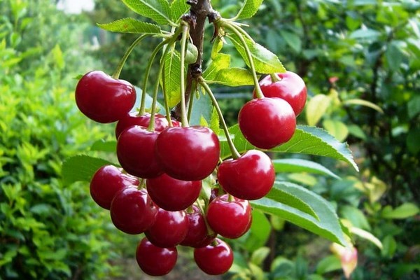 κοινά φρούτα κερασιού + και καλλιέργειες μούρων