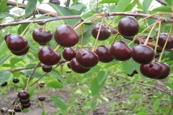 comuni frutti di ciliegio + e colture di bacche