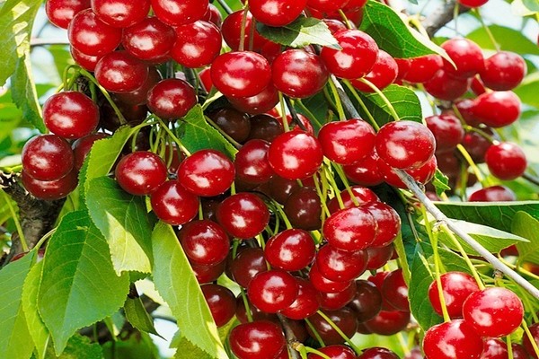 bush cherry