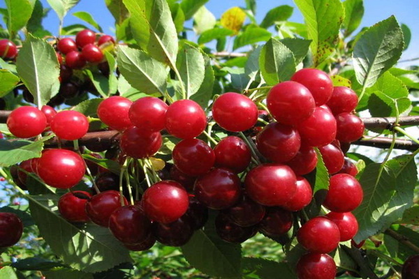 varietà di ciliegie Lyubskaya