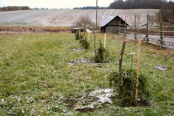 legenda o odmianach jabłek