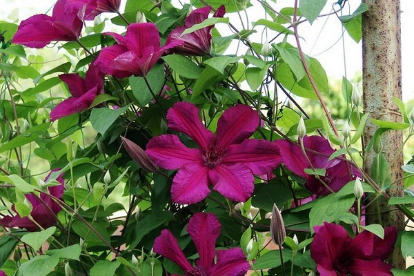 clematis cardinal vyshinsky photo