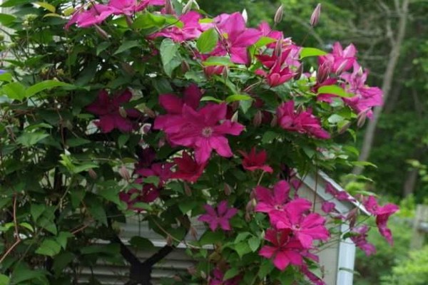 sự đa dạng của clematis Hồng y Vyshinsky