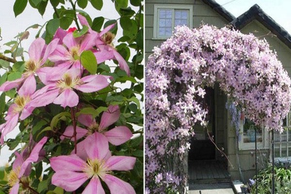 clematis