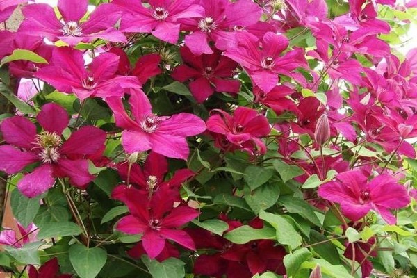 clematis cardinal vyshinsky bức ảnh