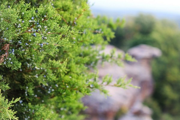 varieti tinggi jenis juniper tinggi juniper