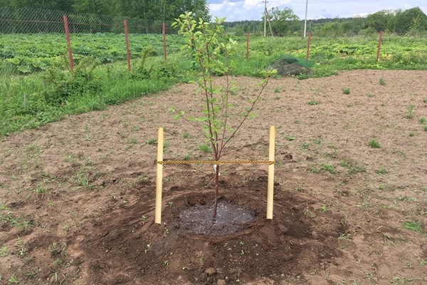 penerangan legenda pokok epal