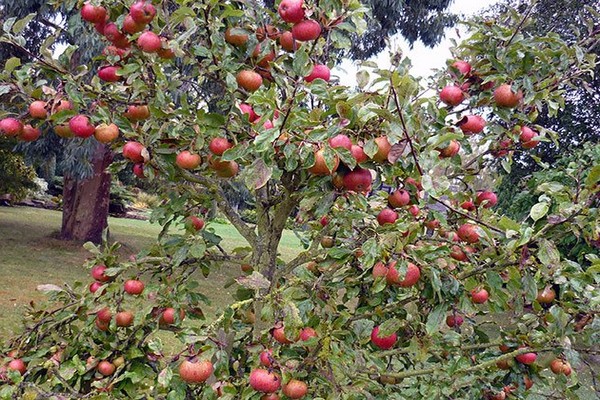gambar permaidani pokok epal