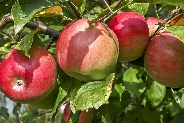 وصف شجرة التفاح السجاد الصورة