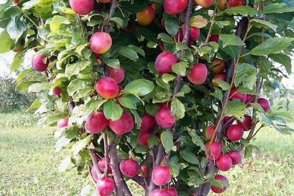 penerangan pokok epal permaidani