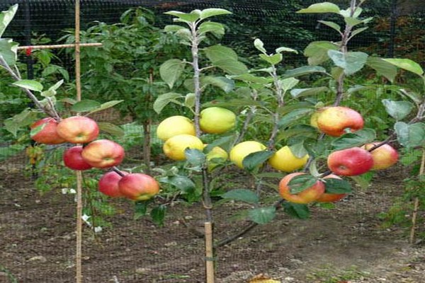 وصف السجاد شجرة التفاح