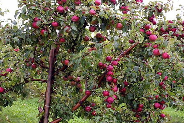 mela varietà ciliegia