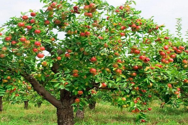 penerangan pokok epal ceri