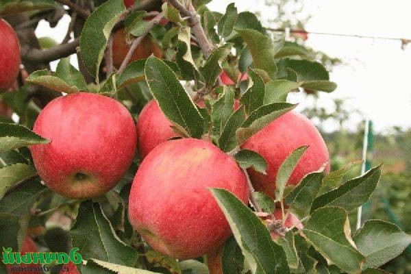 apple tree + does not bear fruit + what to do