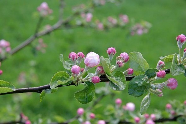 the apple tree stopped bearing fruit